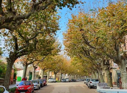 Informe estudi plàtans Arenys de Munt