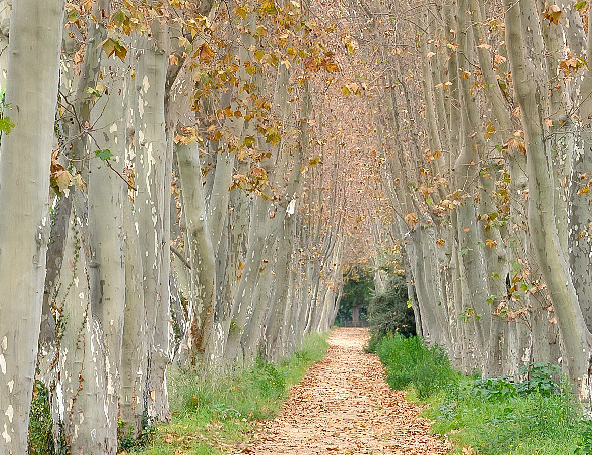 Informe estudi plàtans Arenys de Munt