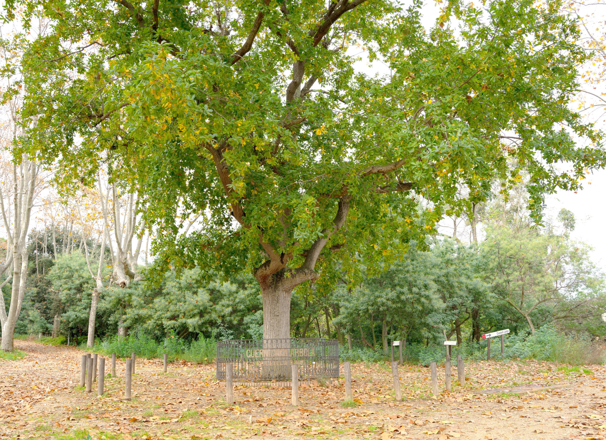 Arbre de Gernika