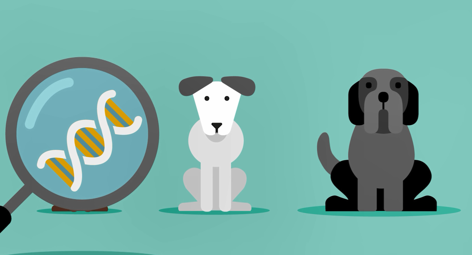Continua la campanya de recollida d'ADN dels gossos