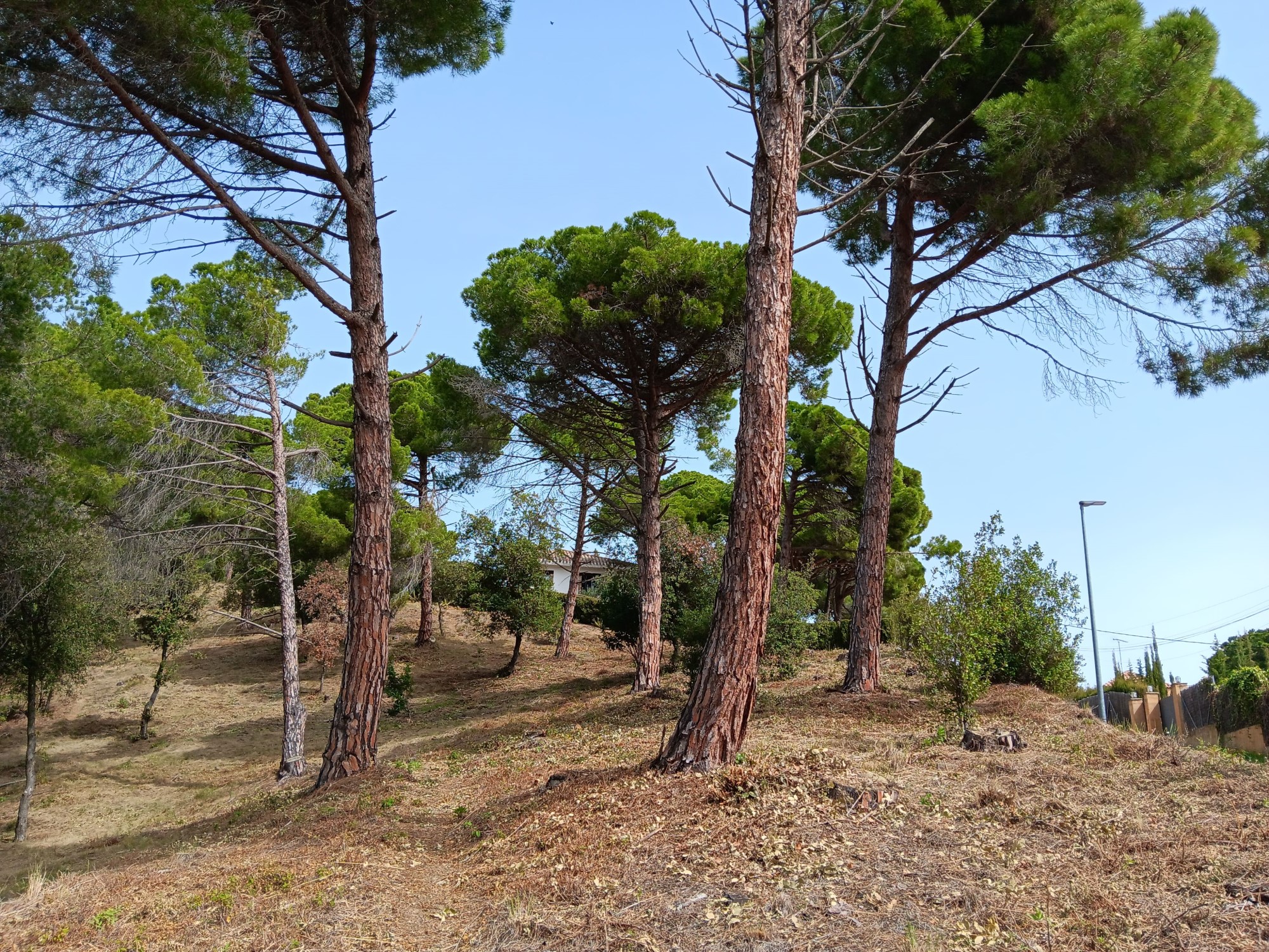 Finalitzen els treballs de manteniment de la franja de protecció contra incendis forestals a Santa Rosa dels Pins