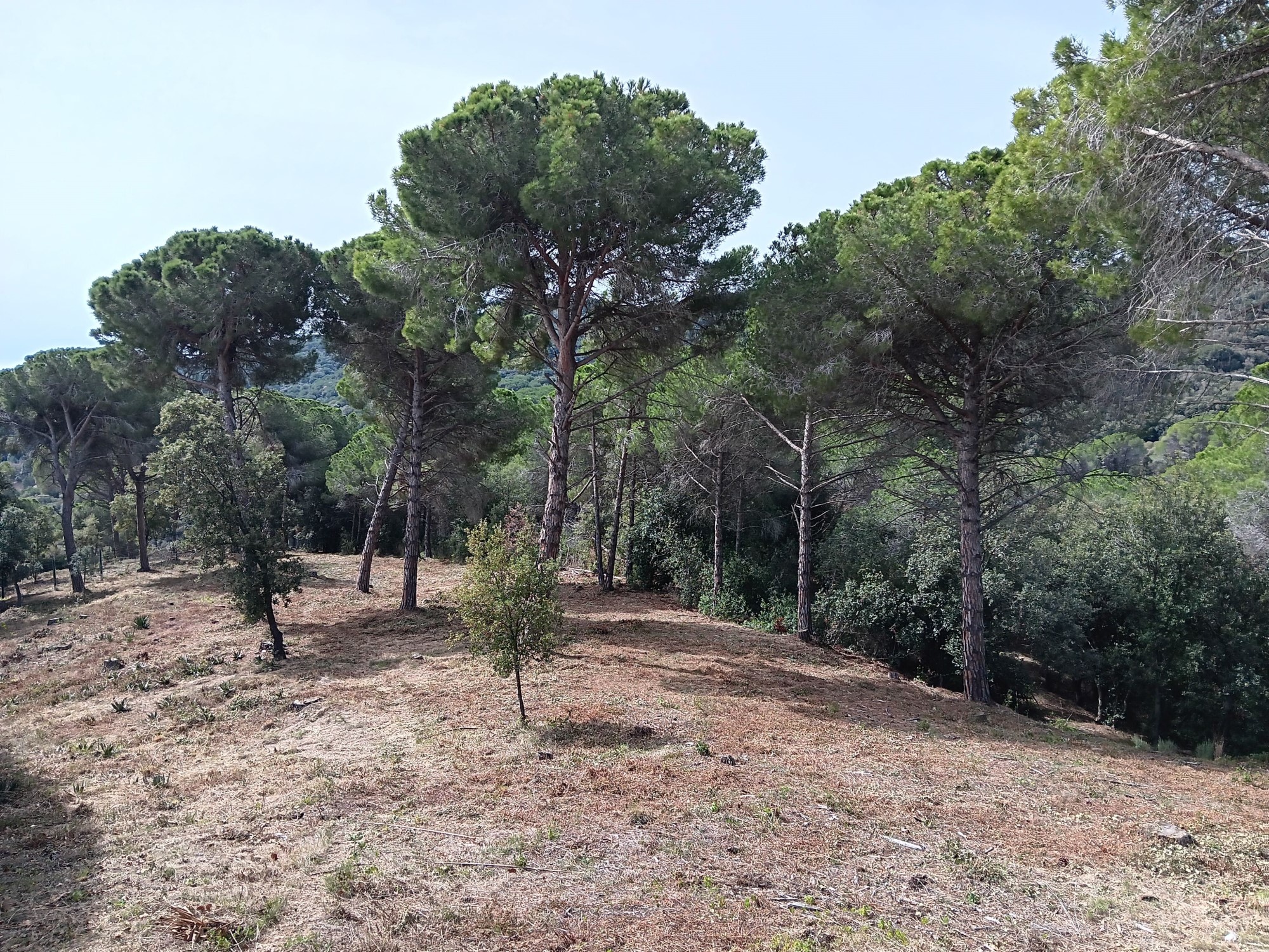 Finalització manteniment franja protecció incendis forestals Santa Rosa dels Pins