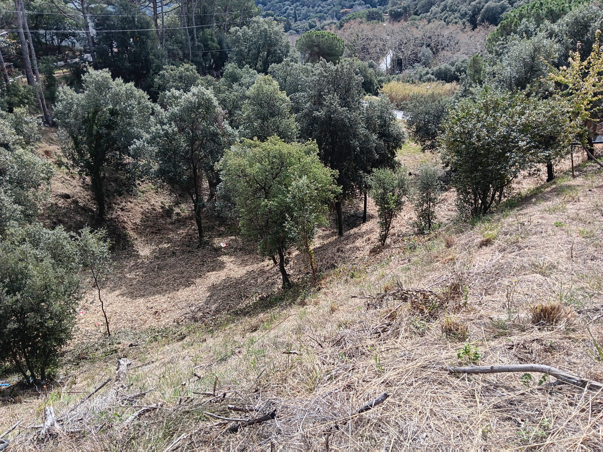 Finalització manteniment franja protecció incendis forestals Santa Rosa dels Pins