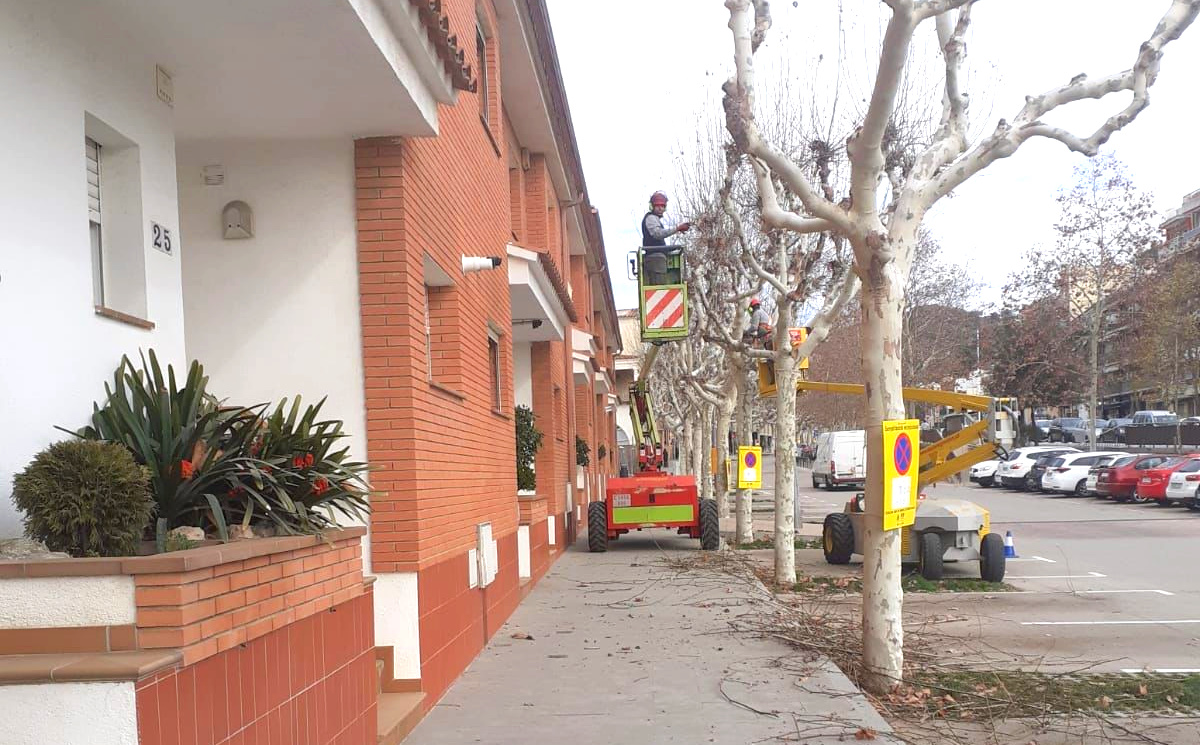 Inici dels treballs de poda de l'arbrat viari
