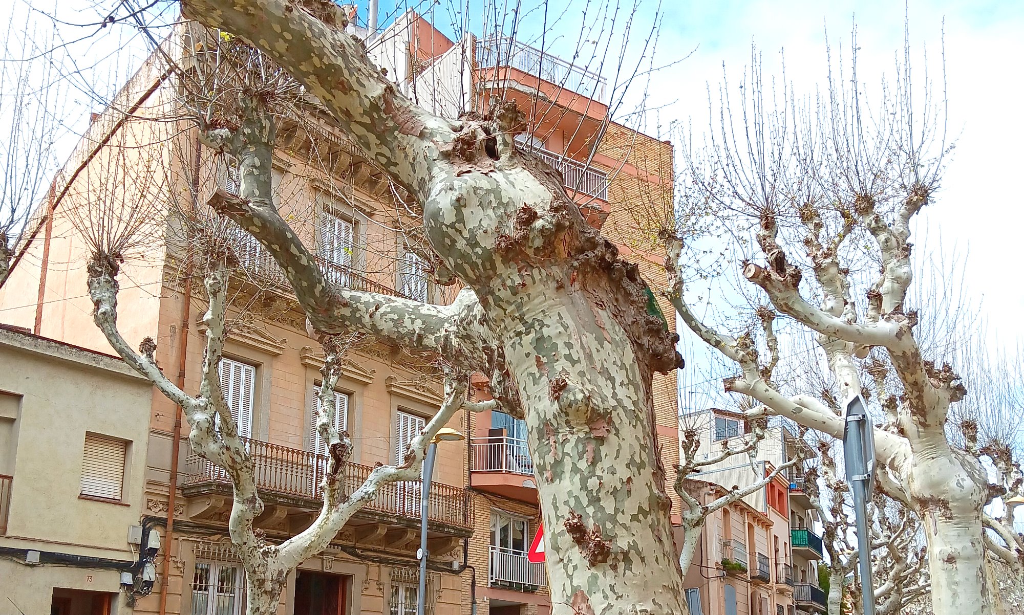 S'actualitza l'estudi de l'estat dels plàtans de la Riera