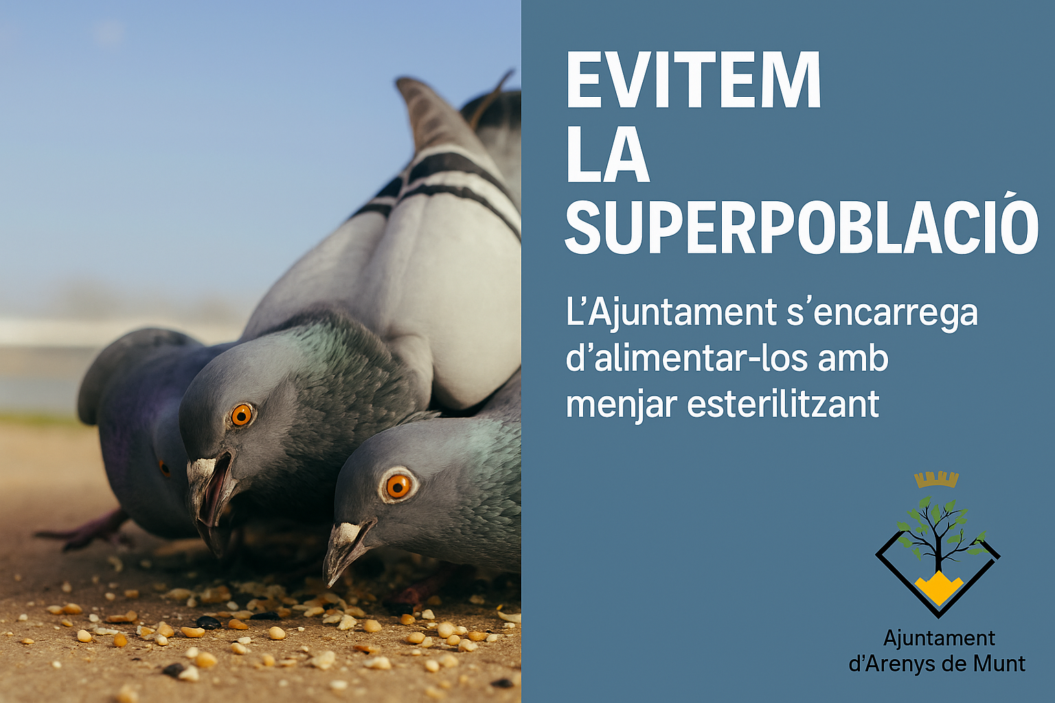 L'Ajuntament engega una nova campanya de control de la població de coloms