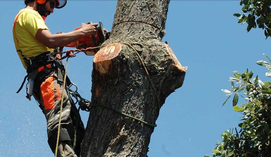 Arboricultura Arbres Vertiverd