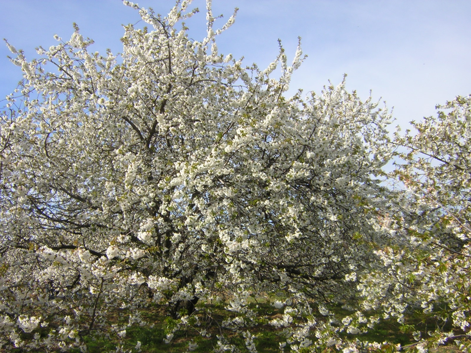 Cancel·lada la passejada pels cirerers florits